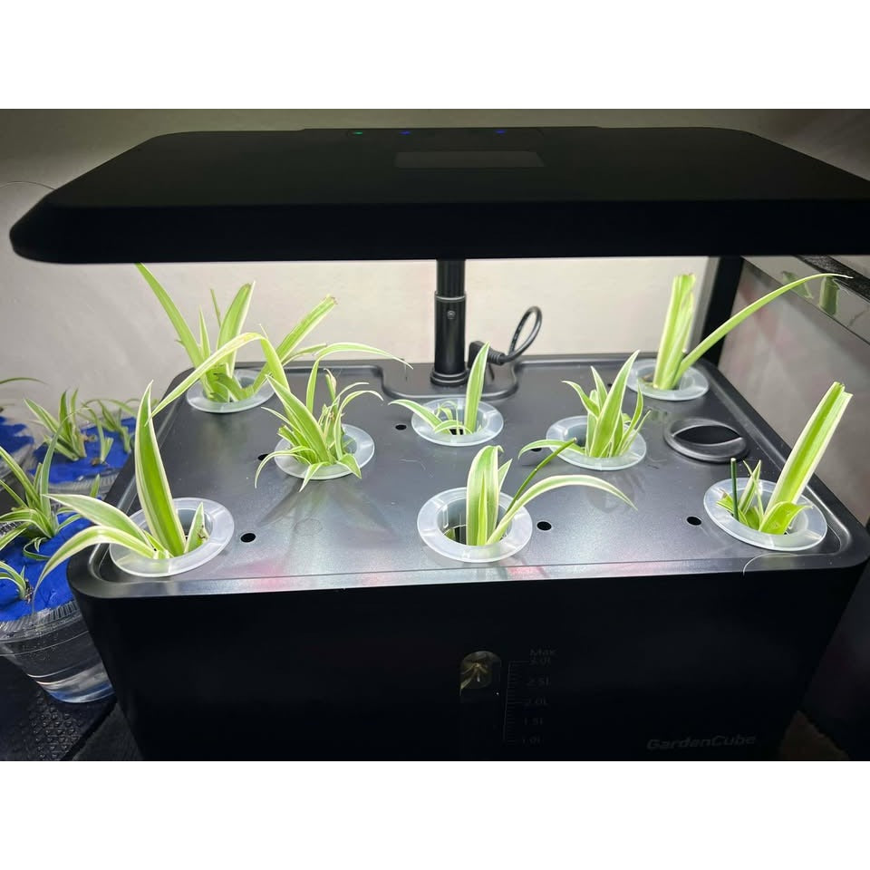 Spider Plant Rooted Seeding