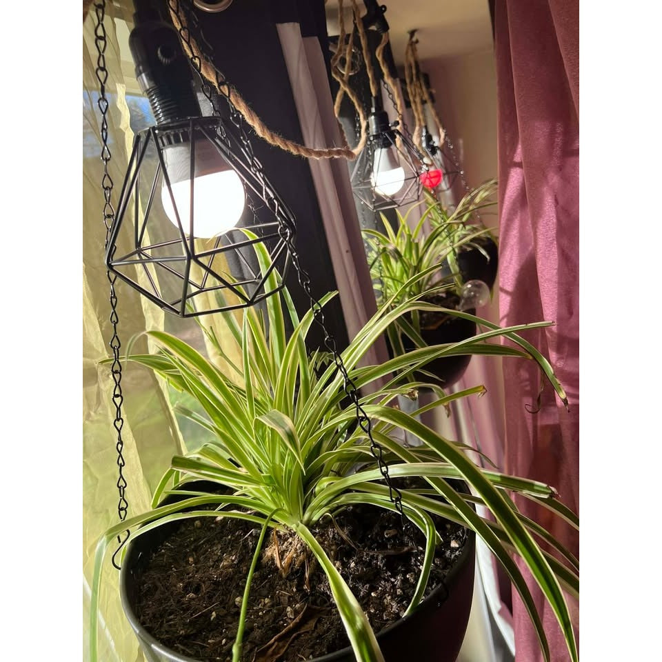Spider Plant Rooted Seeding
