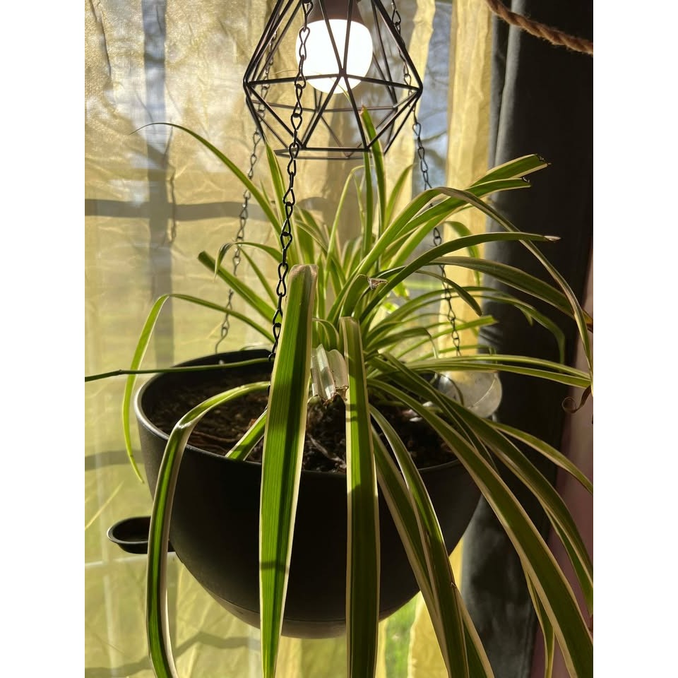 Spider Plant Rooted Seeding